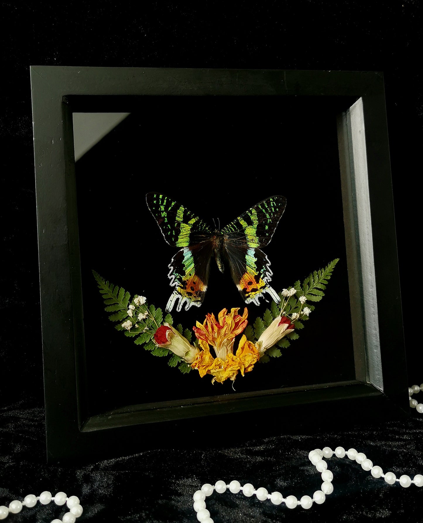 Madagascan Sunset Moth entomology frame with dried flowers