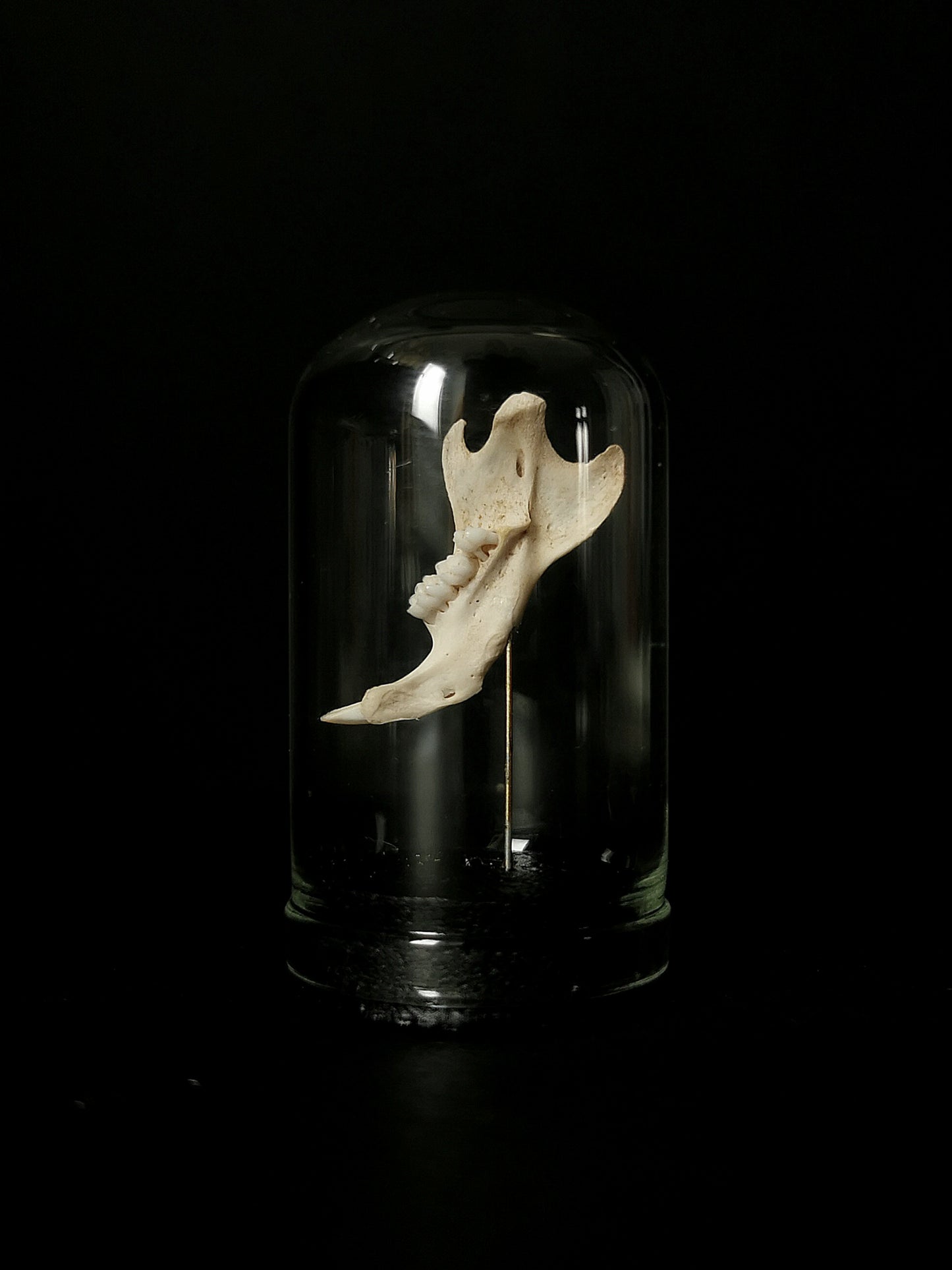 Small rat jawbone dome