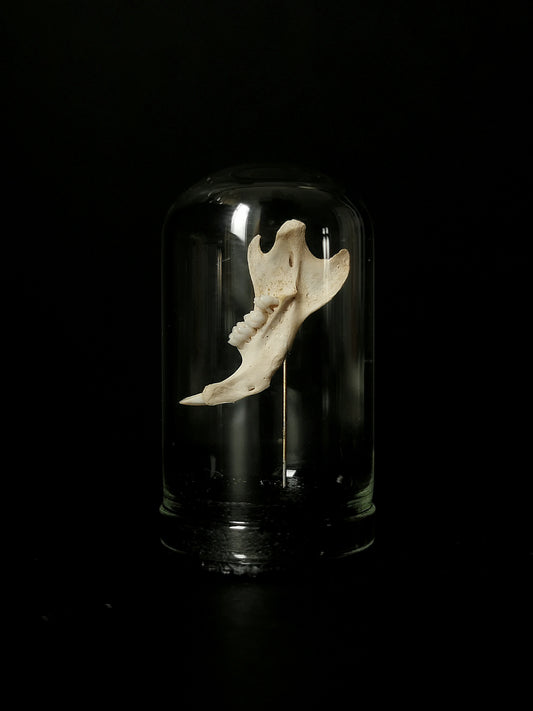 Small rat jawbone dome