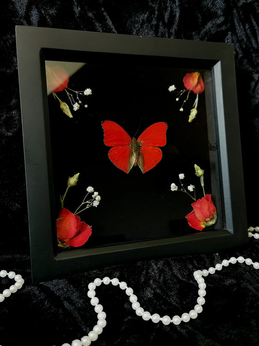 Blood Red Glider butterfly frame with dried flowers