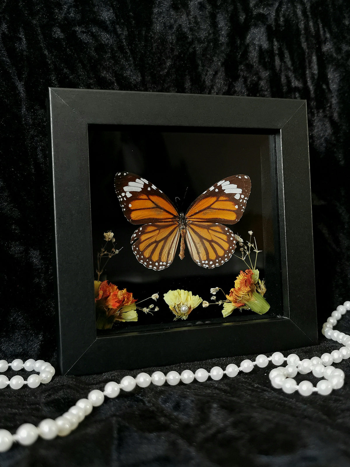 Monarch butterfly entomology frame with dried flowers