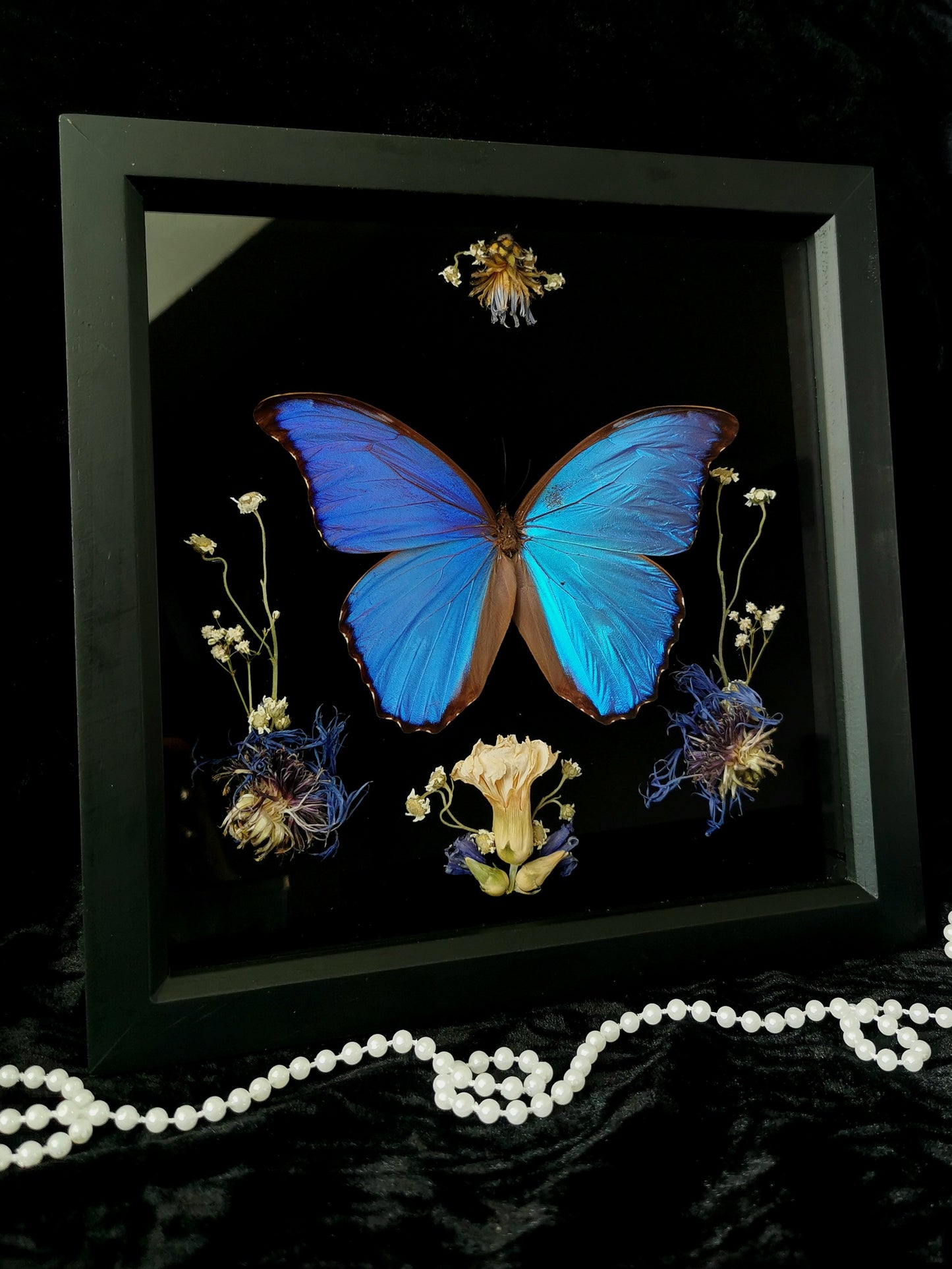 Giant Blue Morpho butterfly frame with dried flowers