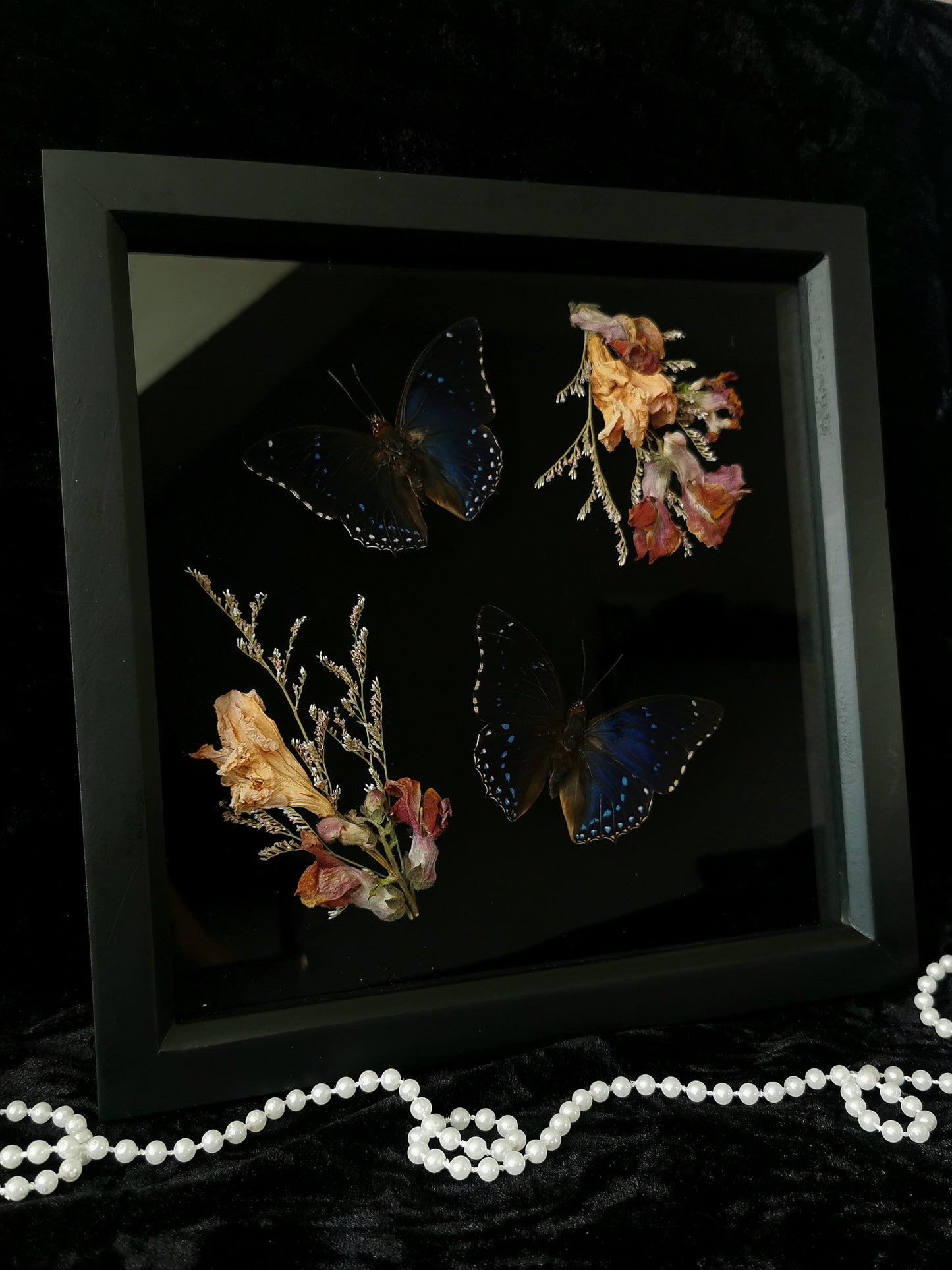 Lesser-Blue Charaxes butterflies frame with dried flowers