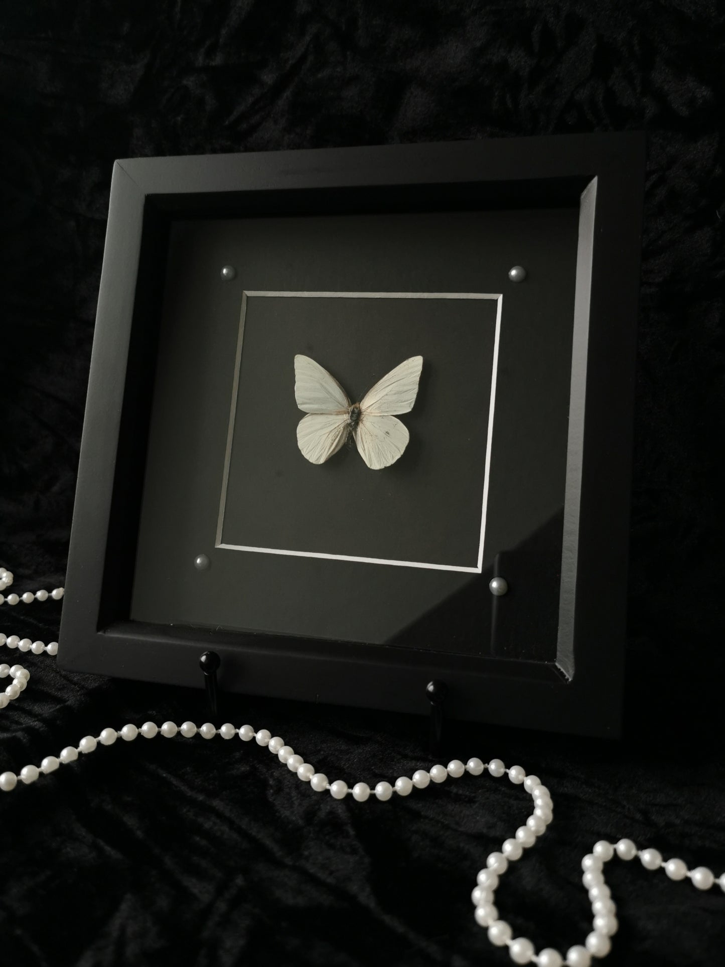 Florida White butterfly entomology frame