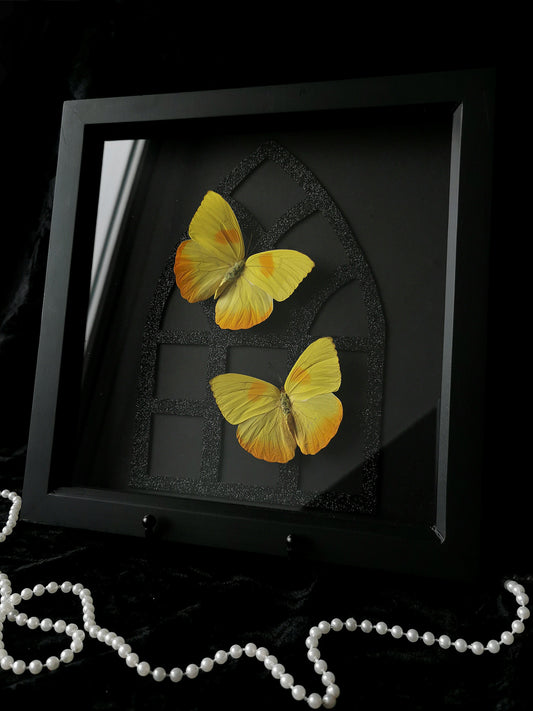 Orange-barred sulphur butterflies gothic glitter entomology frame