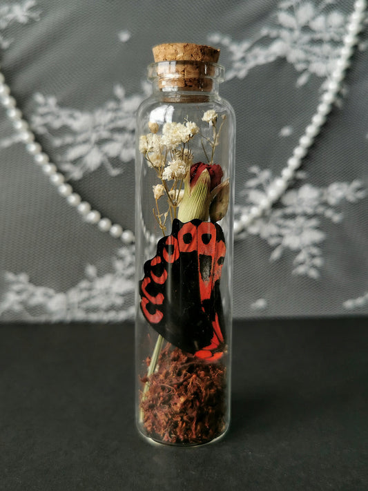 Large curiosity bottle