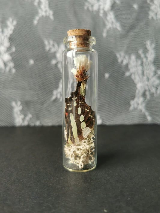 Small curiosity bottle