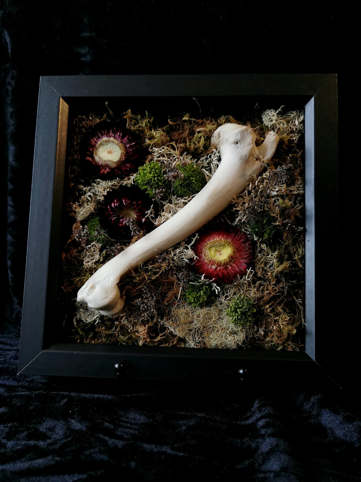 Deer humerus forage frame