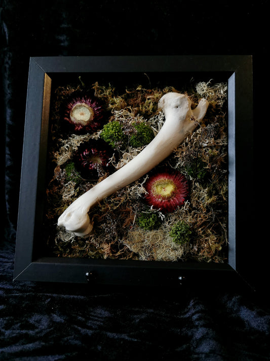 Deer humerus forage frame
