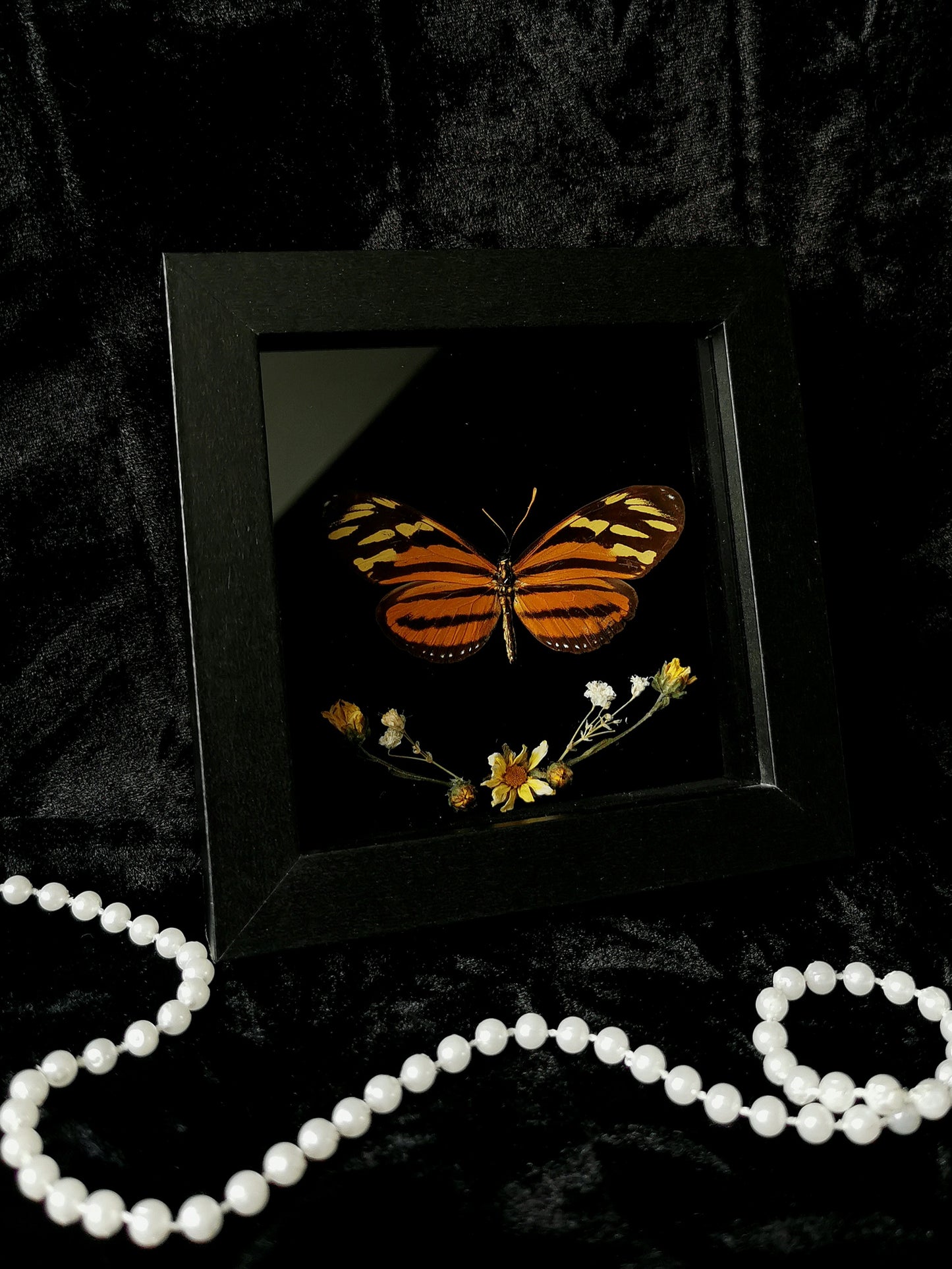 Isabella Longwing butterfly entomology frame with dried flowers