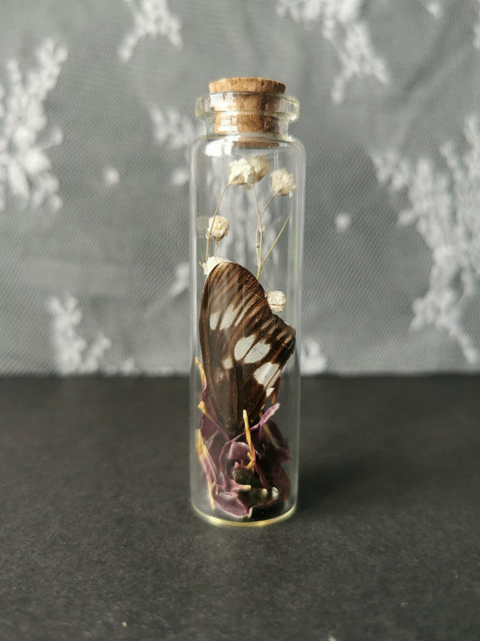 Small curiosity bottle