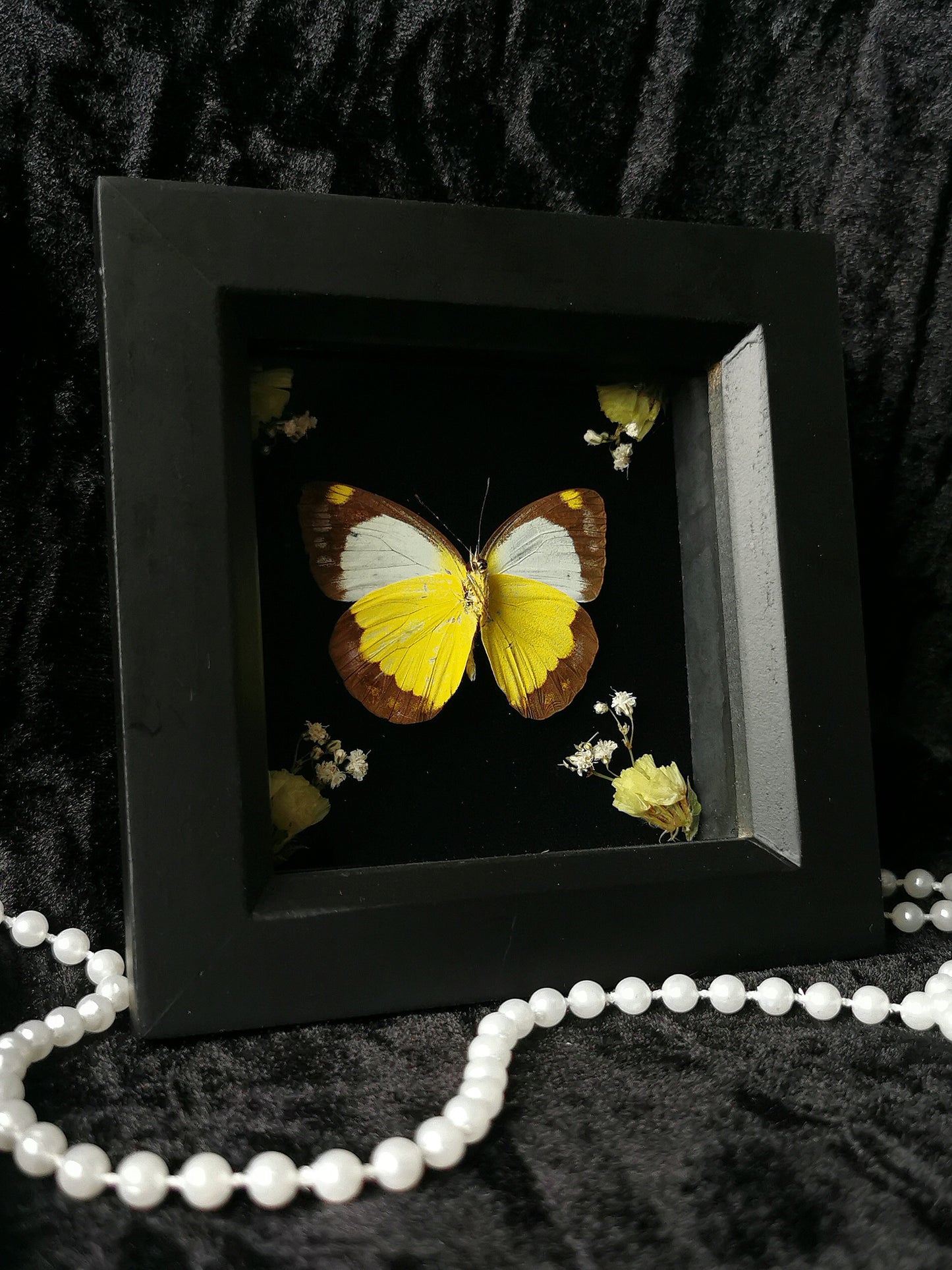 Albatross butterfly frame with dried flowers