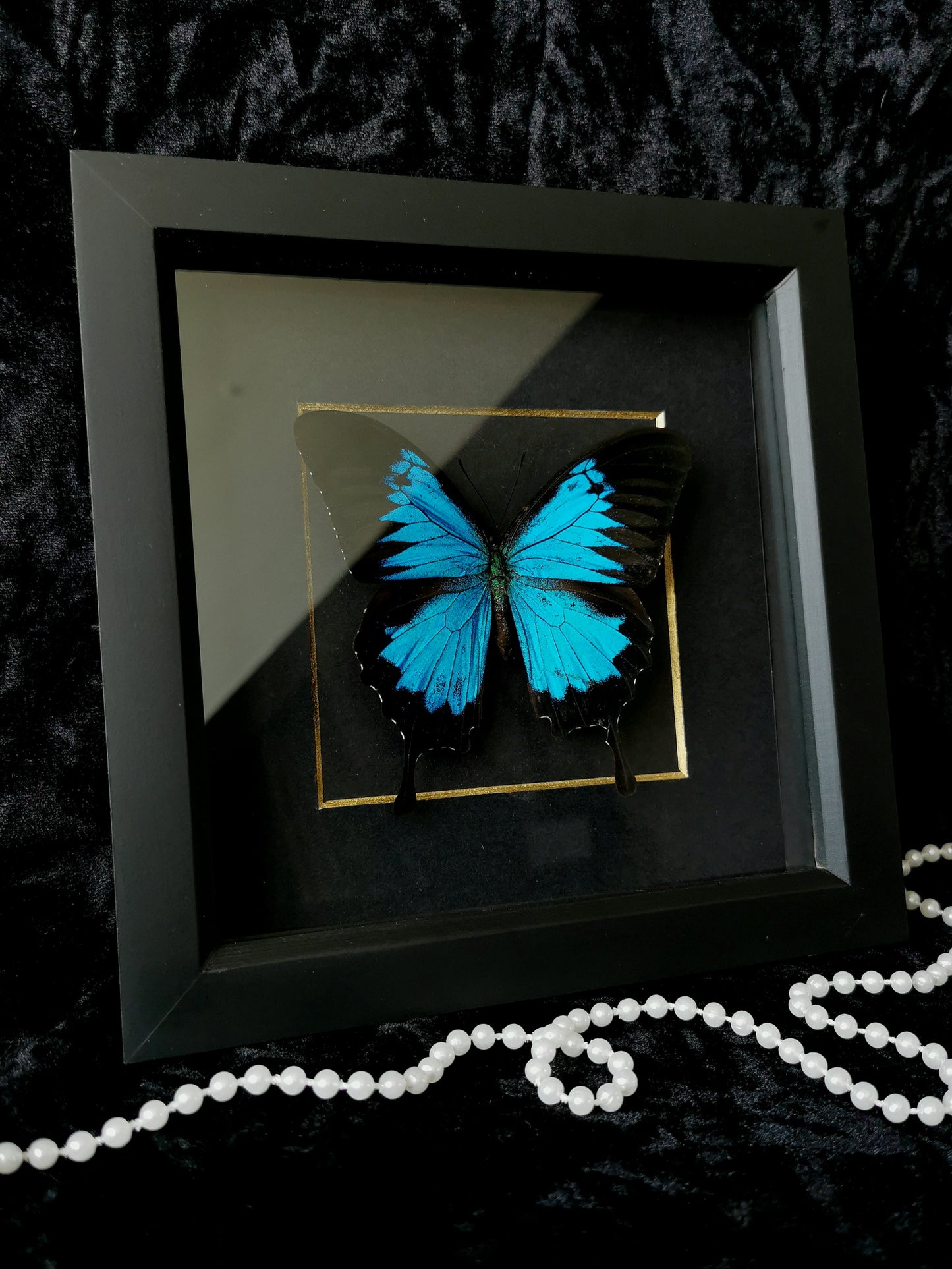 Blue Mountain Swallowtail minimalist frame