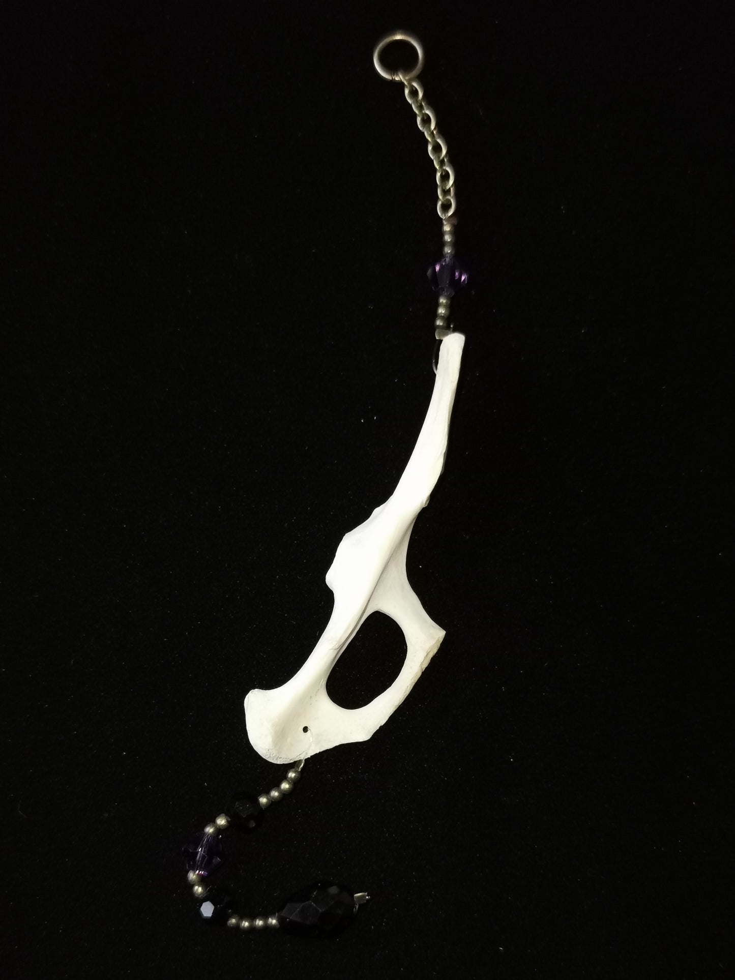 Rabbit pelvis suncatcher