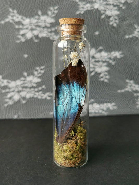 Large curiosity bottle