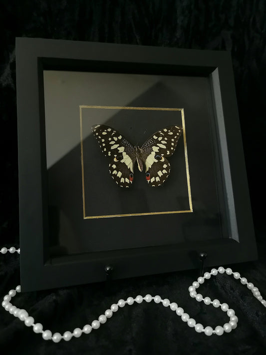 Lime butterfly entomology frame with black and gold mount