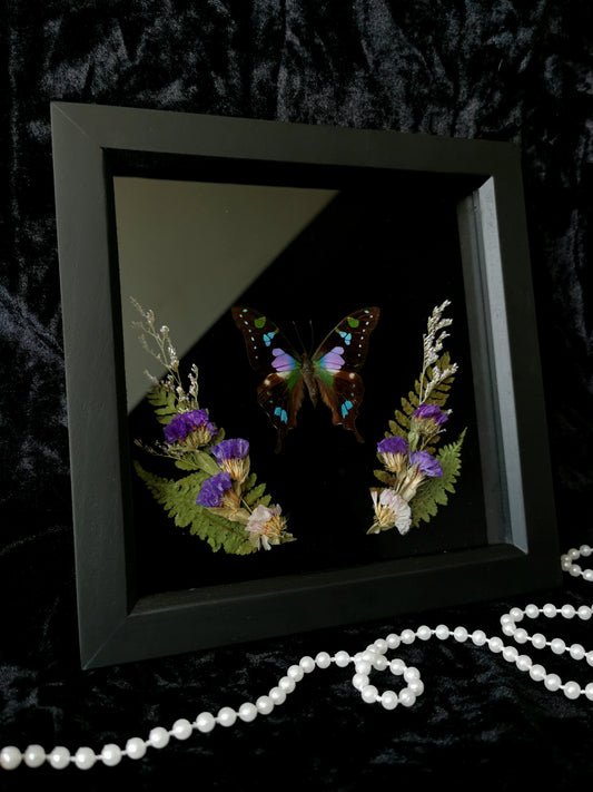 Purple Spotted Swallowtail butterfly frame with dried flowers