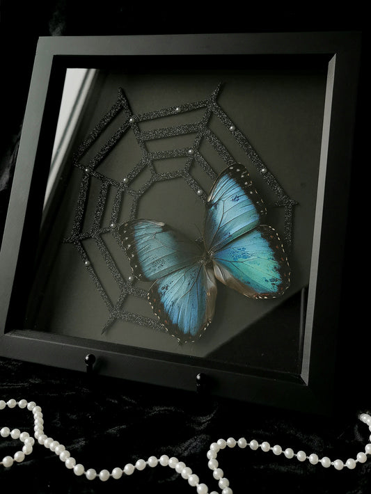Morpho Helenor gothic glitter entomology frame