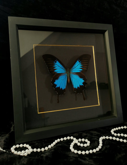Blue Mountain Swallowtail minimalist entomology frame