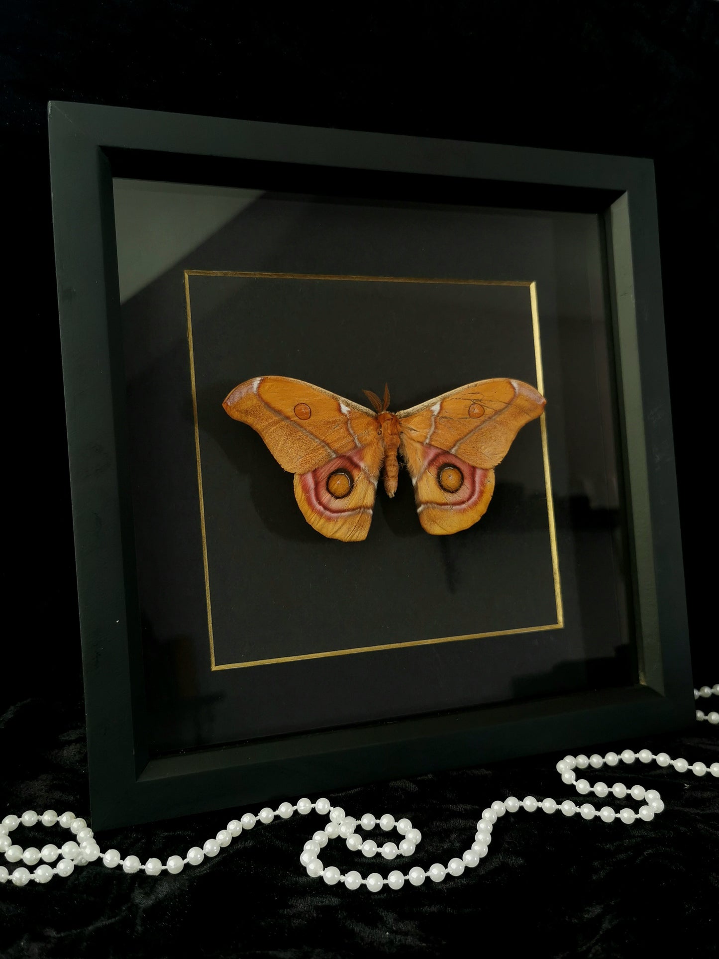 Bullseye Moth minimalist entomology frame
