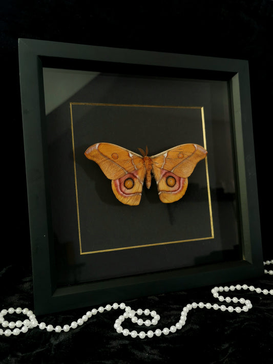 Bullseye Moth minimalist entomology frame
