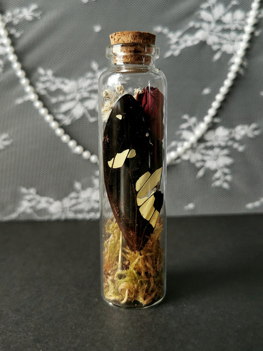Large curiosity bottle