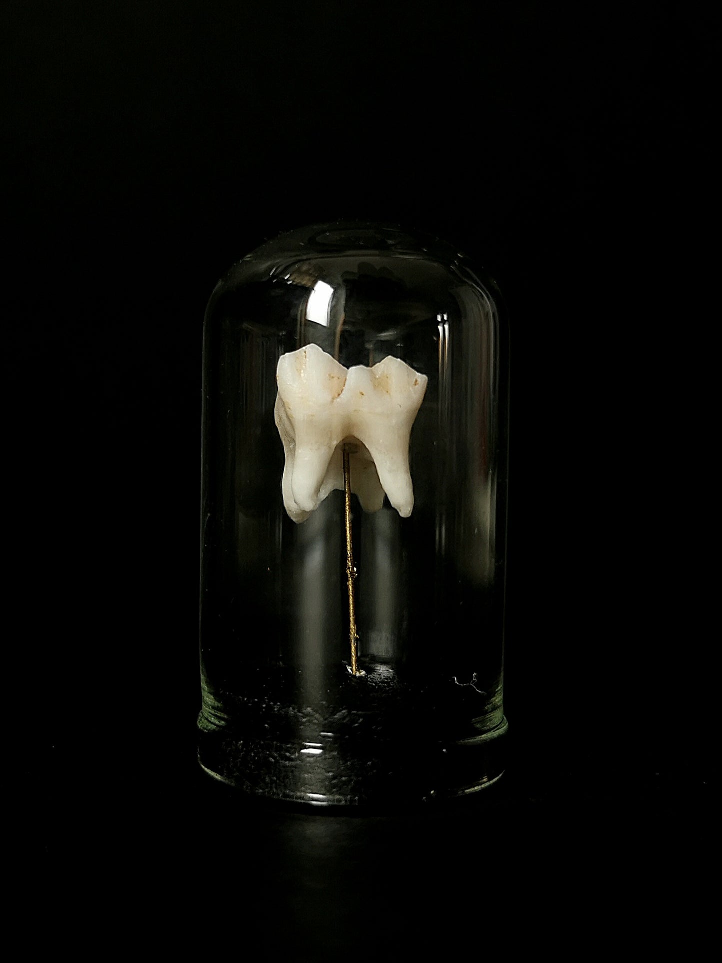 Small tooth dome