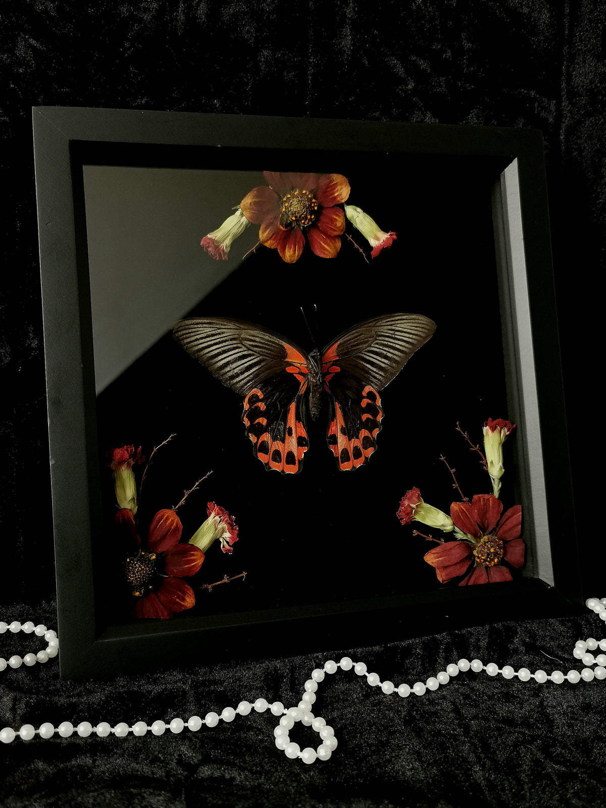 Scarlet Mormon butterfly