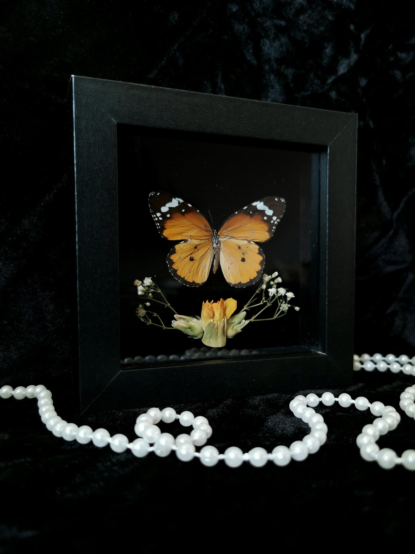 Plain Tiger butterfly entomology frame with dried flowers
