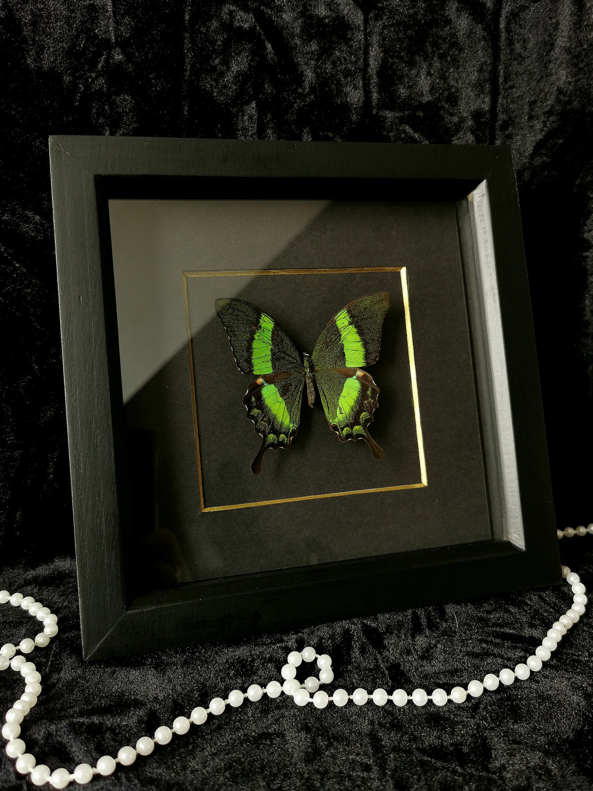 Emerald Swallowtail butterfly