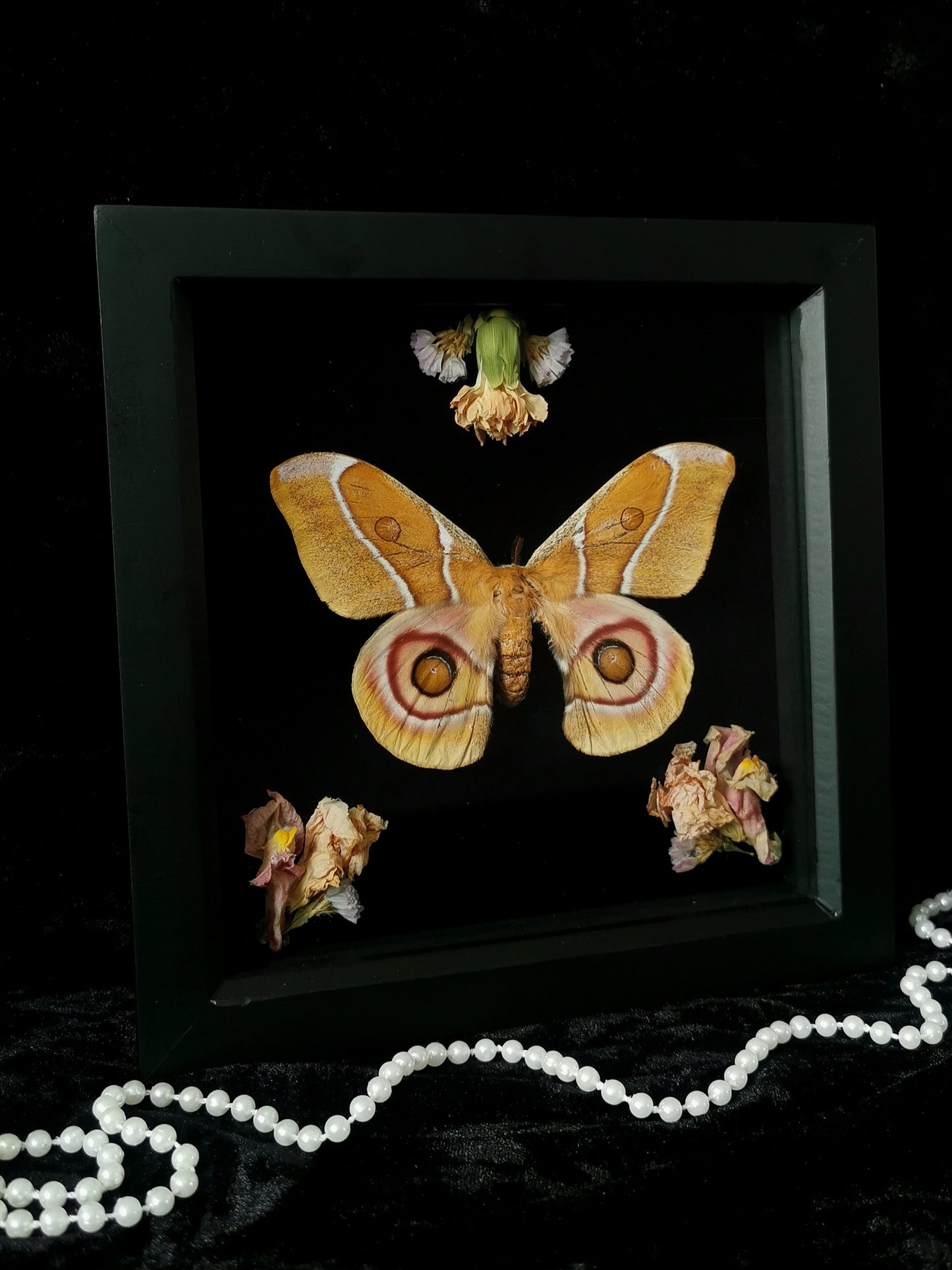 Bullseye Moth entomology frame with dried flowers