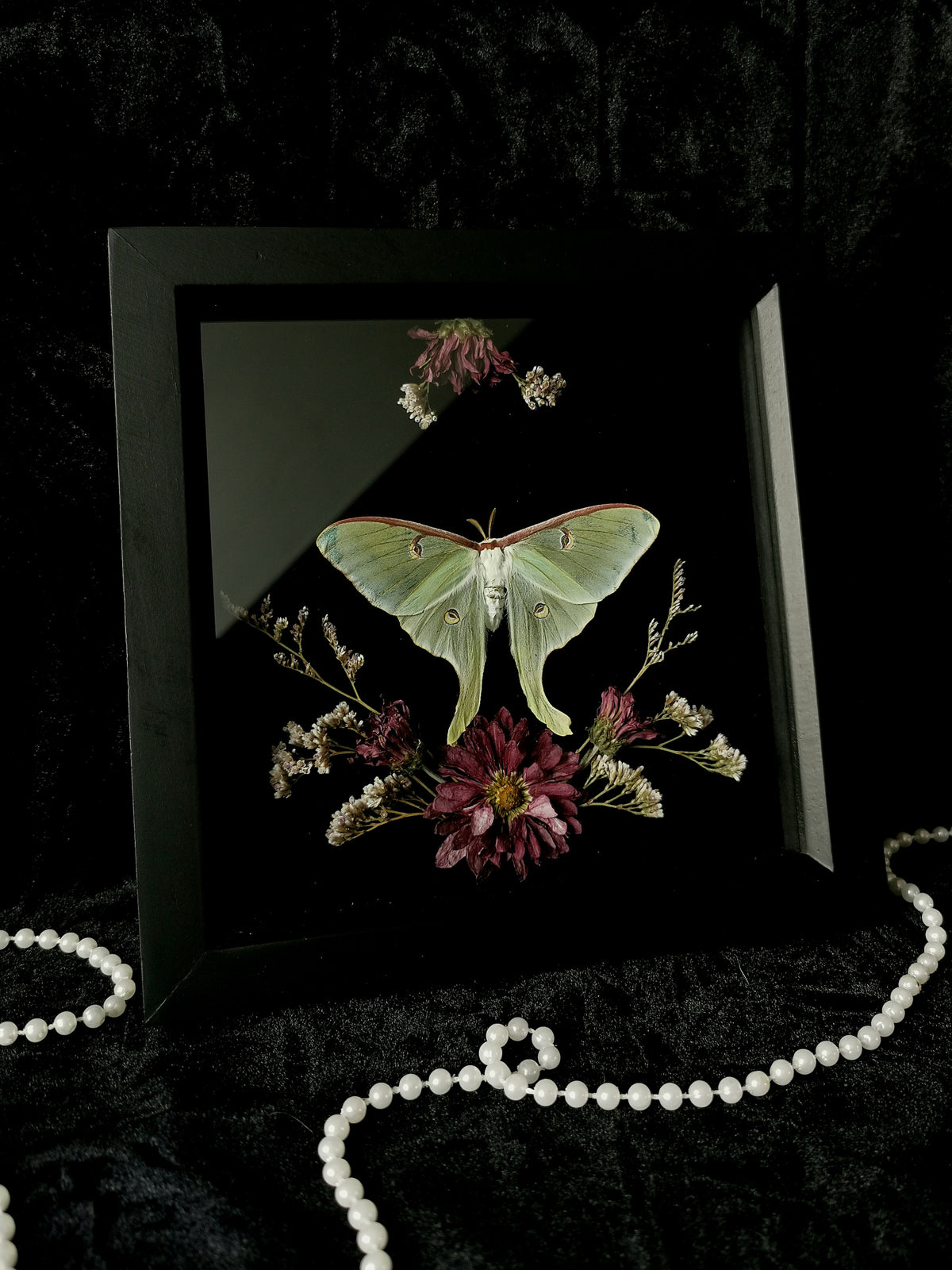 Luna moth