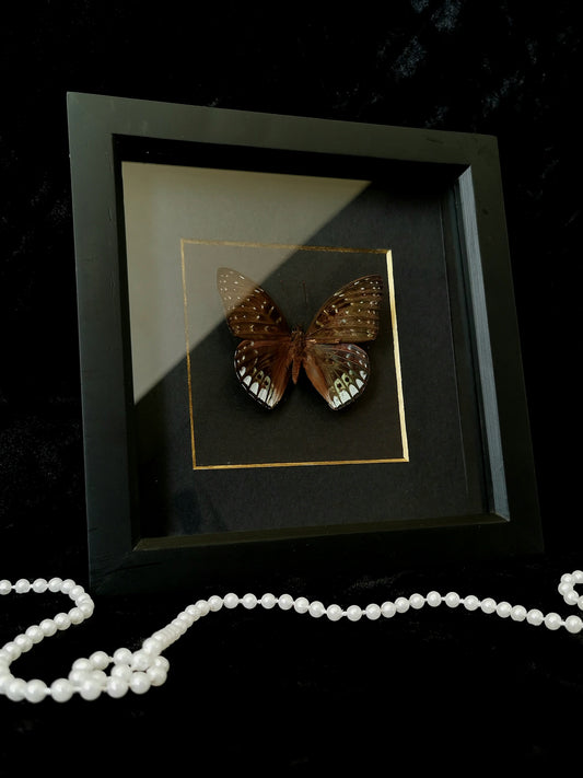White-edged constable butterfly minimalist entomology frame