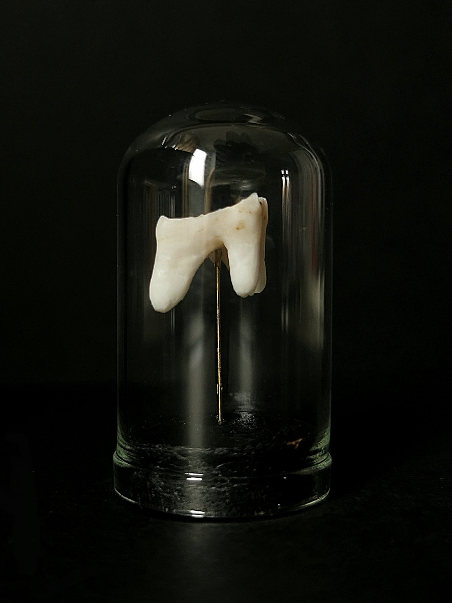 Small tooth dome