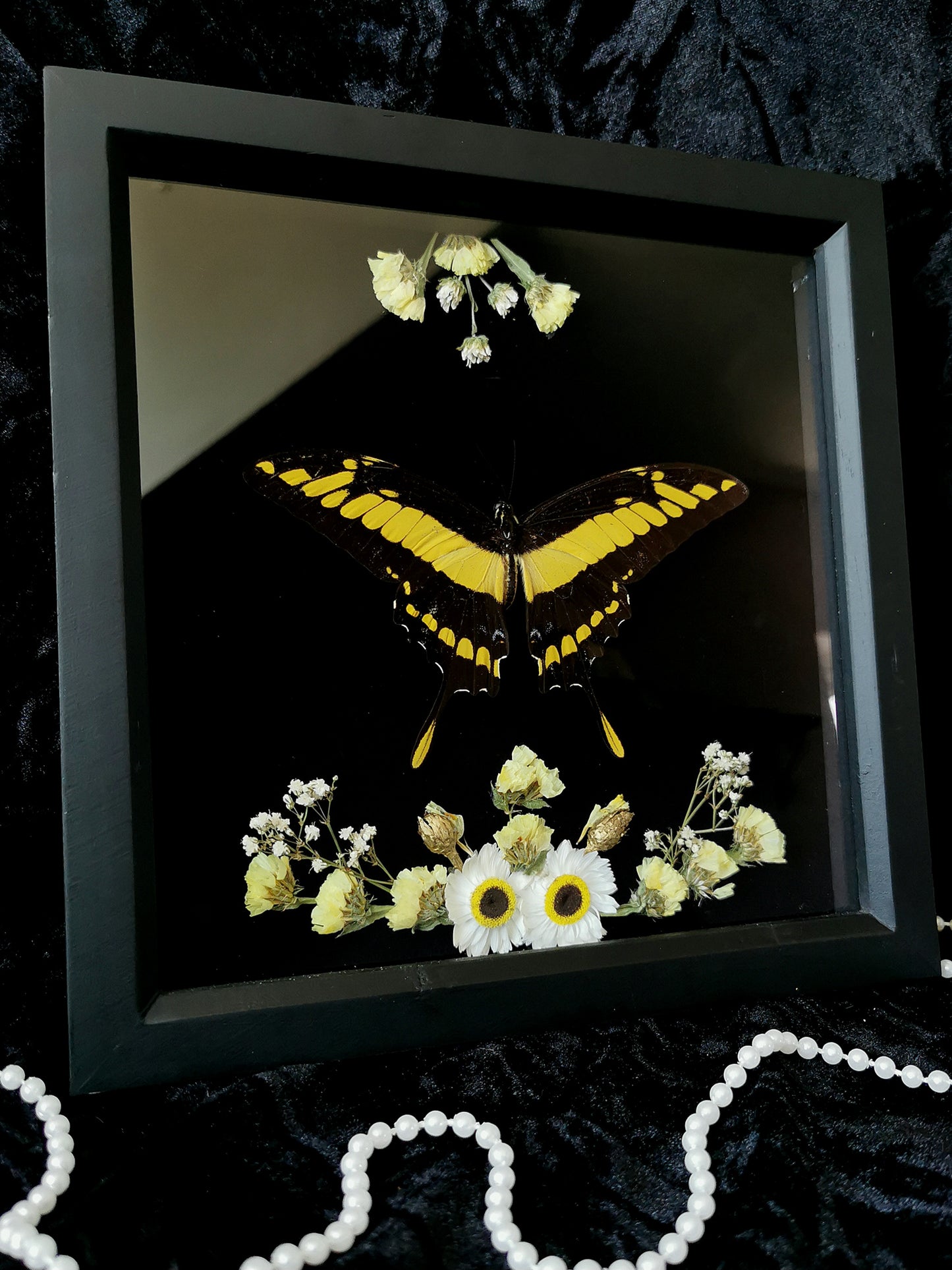 King Swallowtail butterfly frame with dried flowers