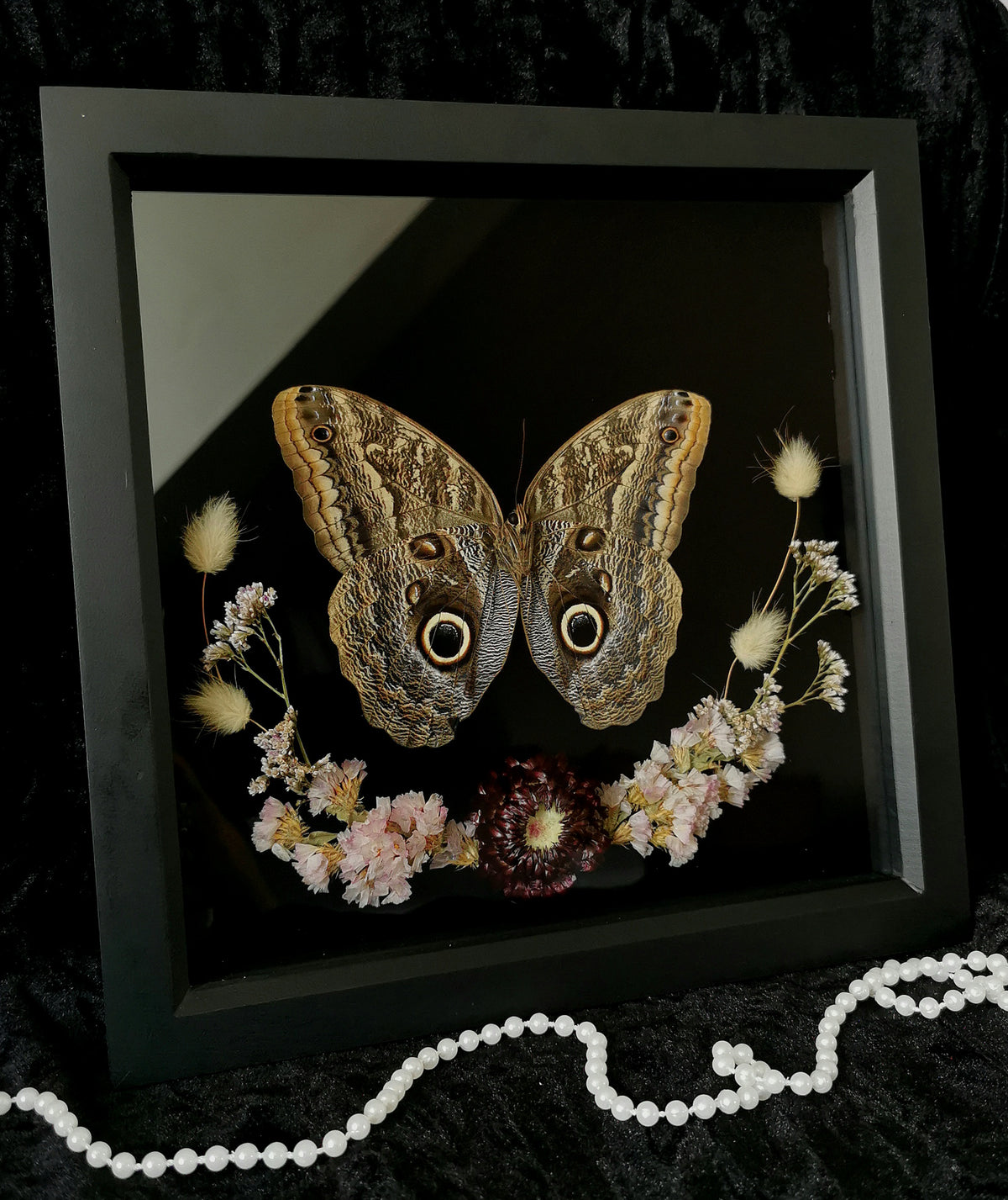 Forest Giant Owl butterfly entomology frame with dried flowers