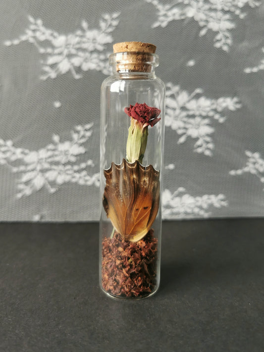 Large curiosity bottle