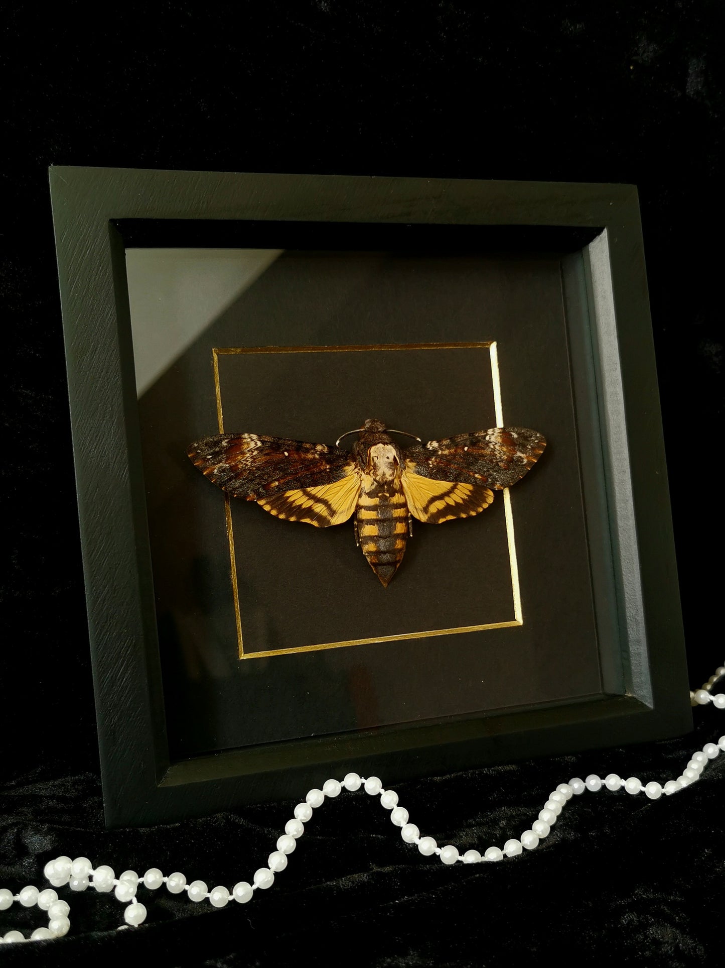 Death's Head Hawk Moth minimalist entomology frame