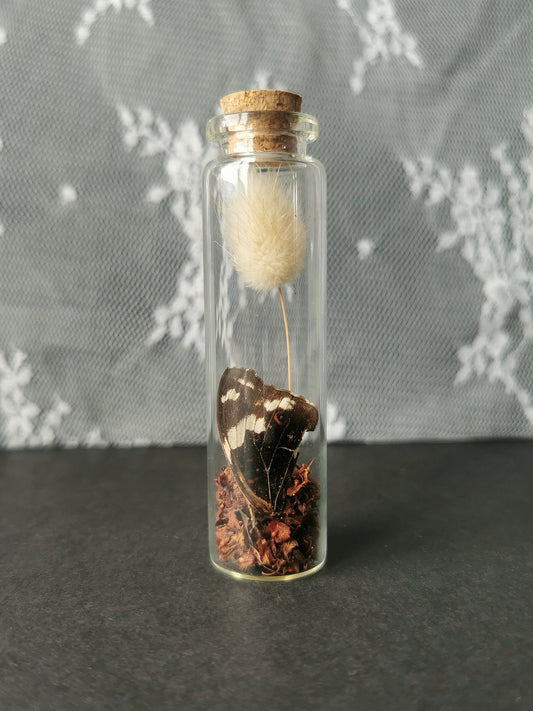Small curiosity bottle